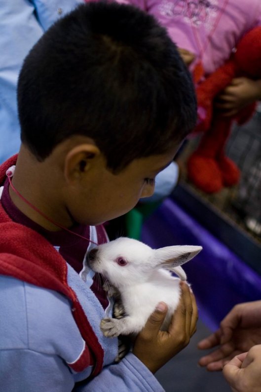 Boy holding a white rabbit in his arms.