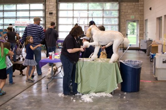 Full size poodle standing on a table getting a haircut.