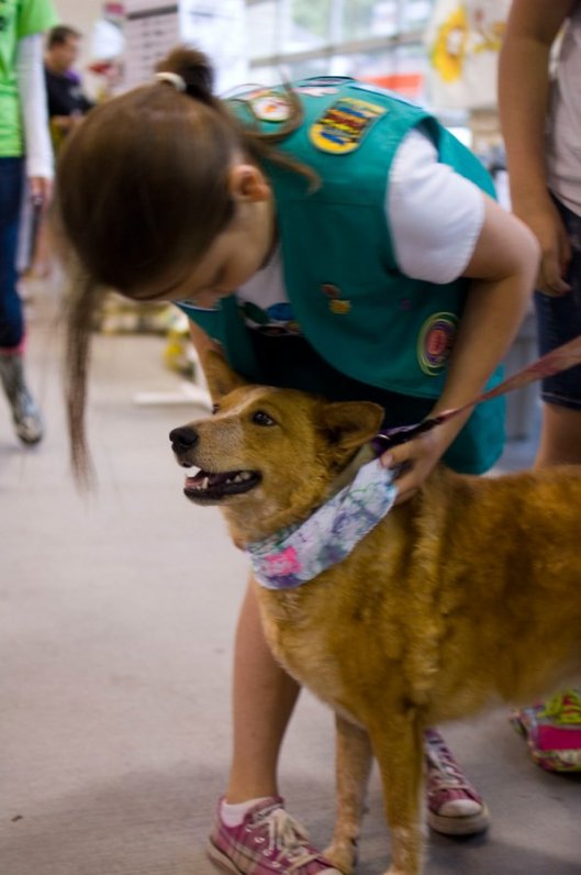 Girl Scout putting a Beastie Ballyhoo bandanna on a dog.